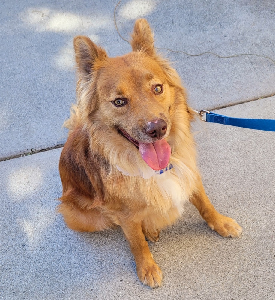Macchiato, an adoptable Retriever in Jamul, CA, 91935 | Photo Image 1