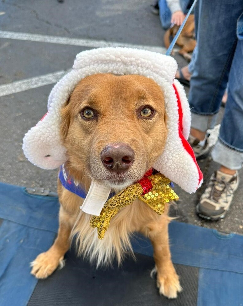 Macchiato, an adoptable Retriever in Jamul, CA, 91935 | Photo Image 2
