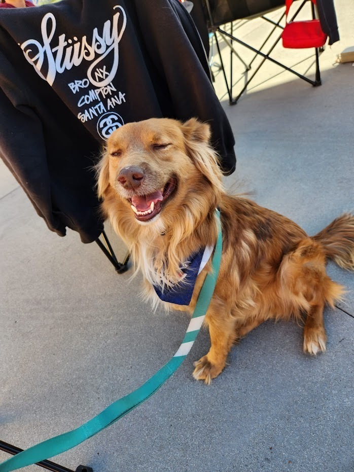 Macchiato, an adoptable Retriever in Jamul, CA, 91935 | Photo Image 3
