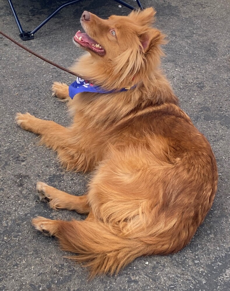 Macchiato, an adoptable Retriever in Jamul, CA, 91935 | Photo Image 4