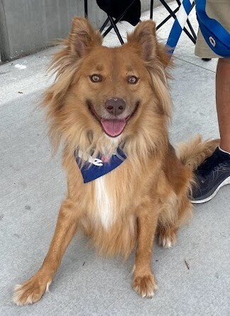 Macchiato, an adoptable Retriever in Jamul, CA, 91935 | Photo Image 5