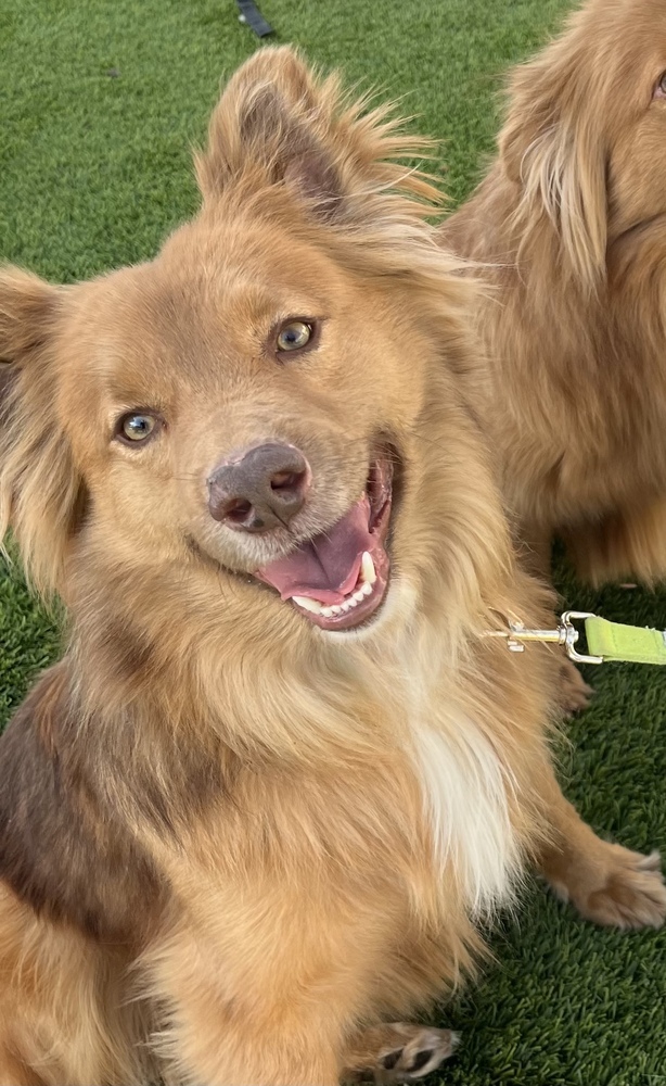 Macchiato, an adoptable Retriever in Jamul, CA, 91935 | Photo Image 6