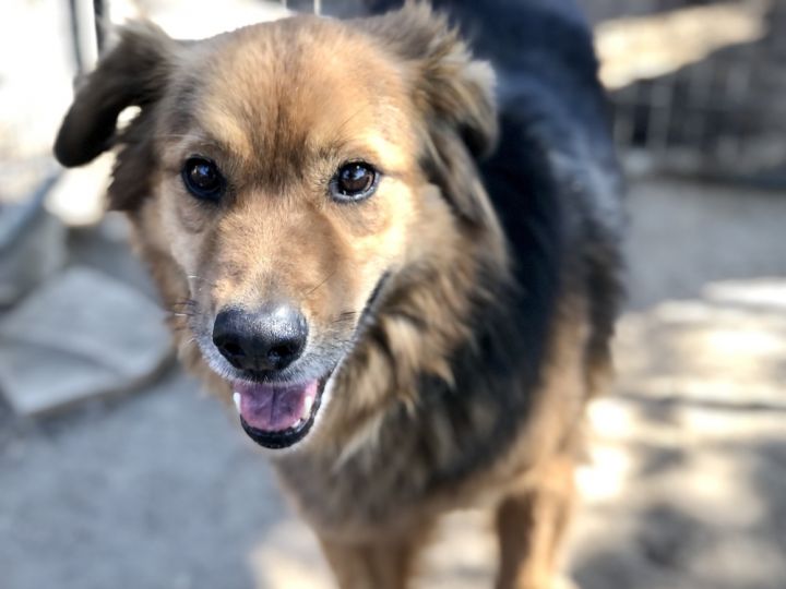 German shepherd flat store coated retriever mix