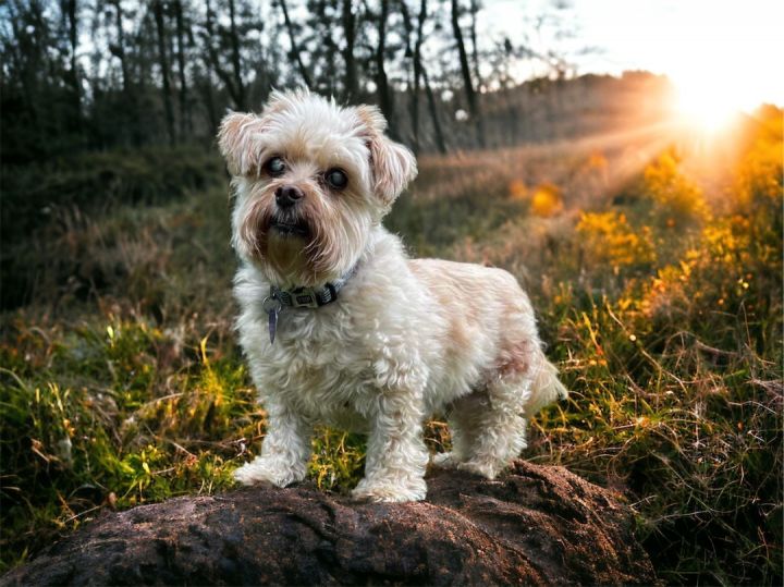 Silky terrier sale poodle