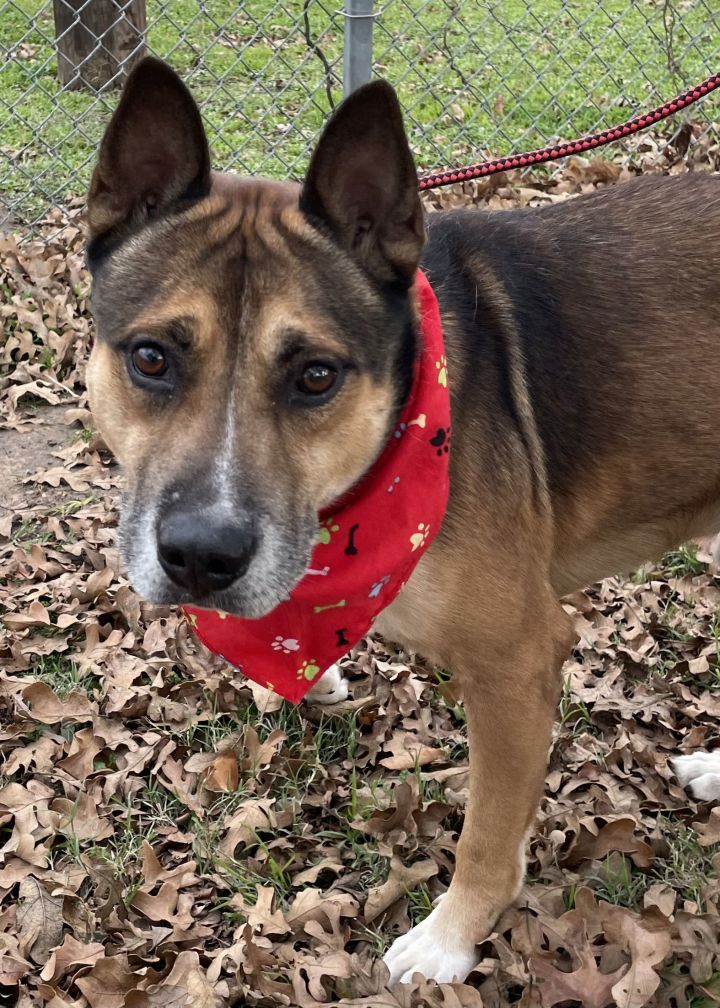 Dog for adoption - Kobe, a Shepherd & Husky Mix in Euless, TX | Petfinder