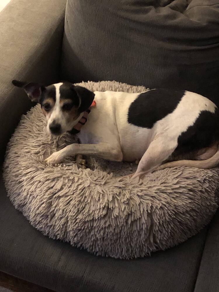 Jan, an adoptable Rat Terrier in Aulac, NB, E4L 2X2 | Photo Image 1