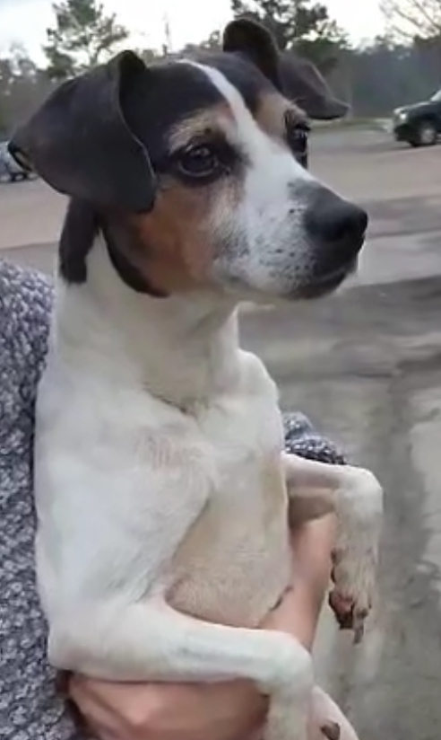 Jan, an adoptable Rat Terrier in Aulac, NB, E4L 2X2 | Photo Image 5