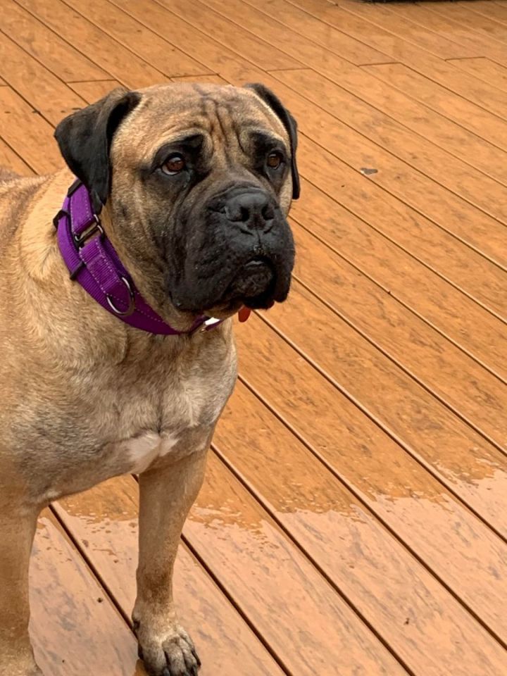 Petfinder bullmastiff store