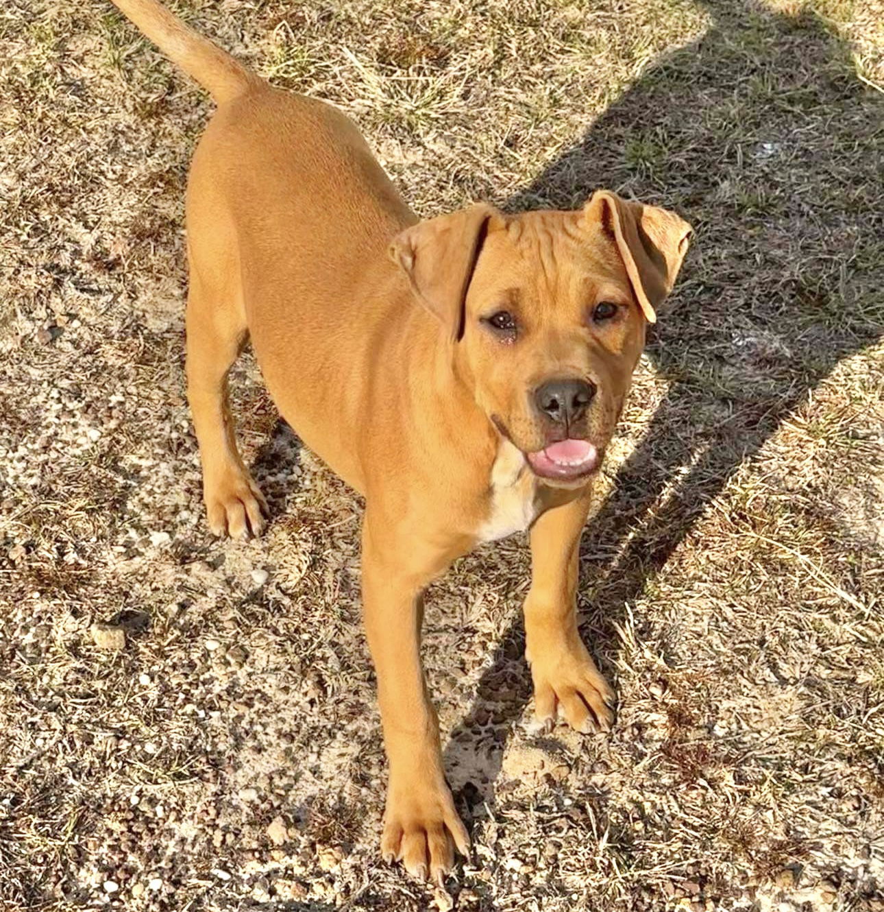 Marx, an adoptable American Bulldog in Grand Bay, AL, 36541 | Photo Image 2