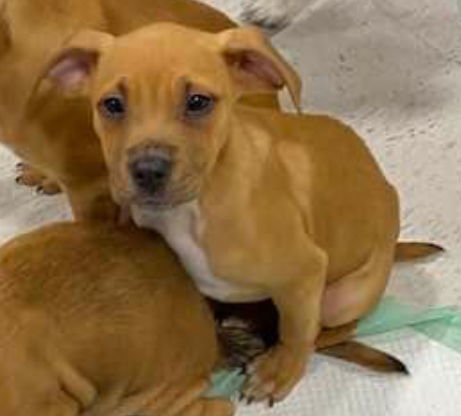 Miller, an adoptable American Bulldog in Grand Bay, AL, 36541 | Photo Image 2