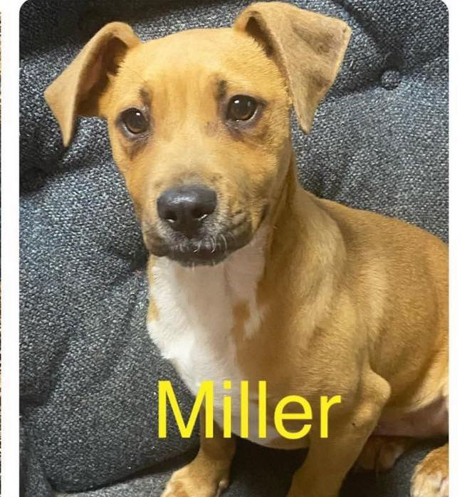 Miller, an adoptable American Bulldog in Grand Bay, AL, 36541 | Photo Image 3