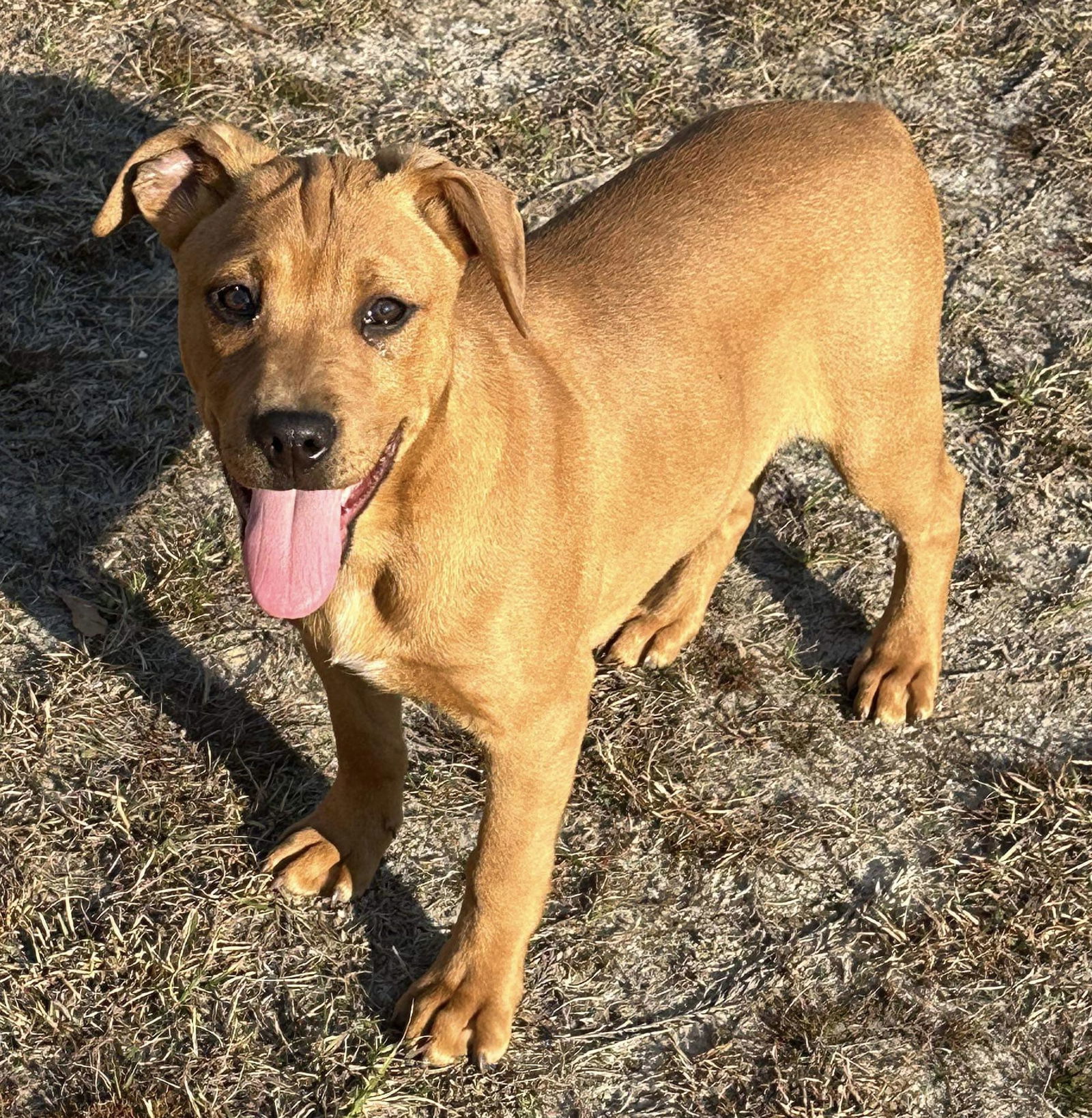 Miller, an adoptable American Bulldog in Grand Bay, AL, 36541 | Photo Image 4