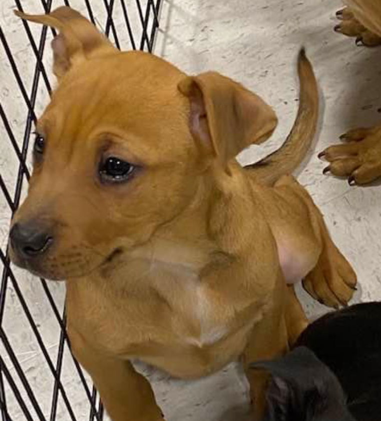 Mav, an adoptable American Bulldog in Grand Bay, AL, 36541 | Photo Image 2