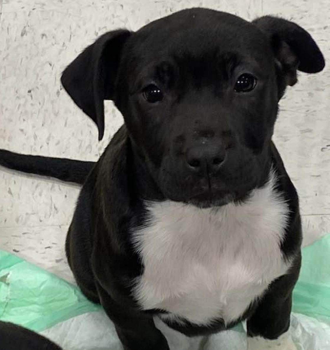 Monti, an adoptable American Bulldog in Grand Bay, AL, 36541 | Photo Image 2