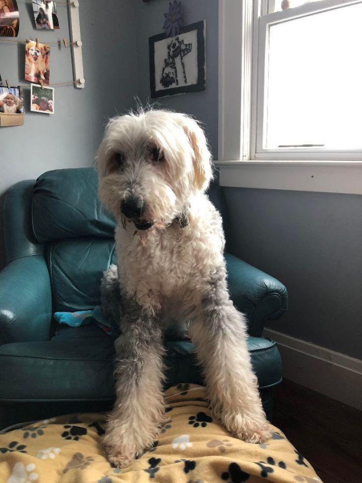 Petfinder old best sale english sheepdog