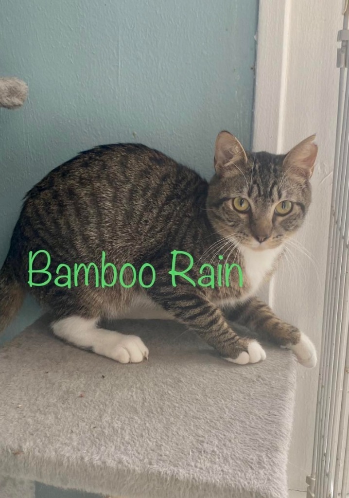 Bamboo Rain, an adoptable Domestic Short Hair in El Dorado, AR, 71730 | Photo Image 2