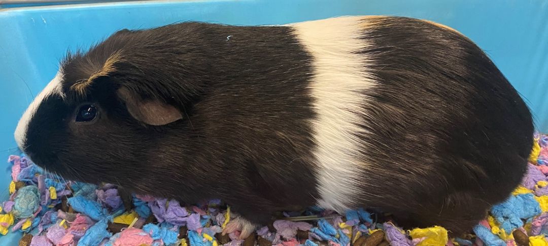 Guinea pig igloo hot sale petco