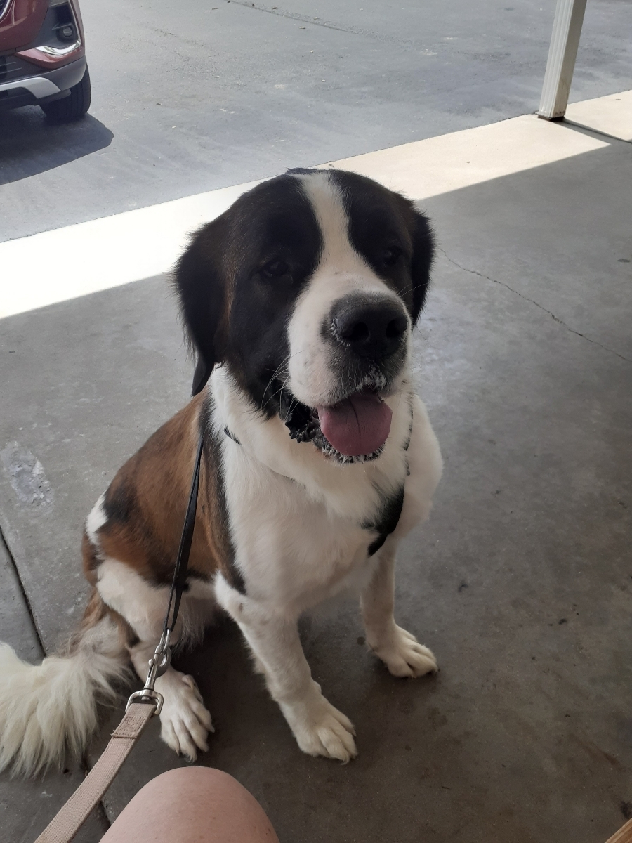 Dog for adoption Halsey, a Saint Bernard in Evansville, IN Petfinder
