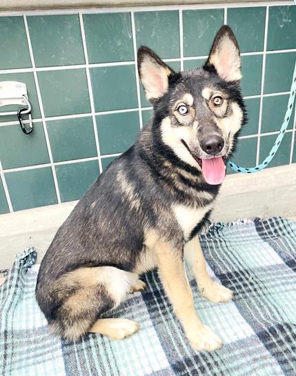 Dog for adoption - FRITZ, a Siberian Husky in Rancho Cucamonga, CA ...