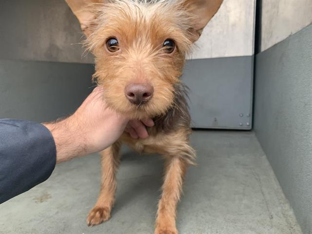 Yorkshire fox clearance terrier mix