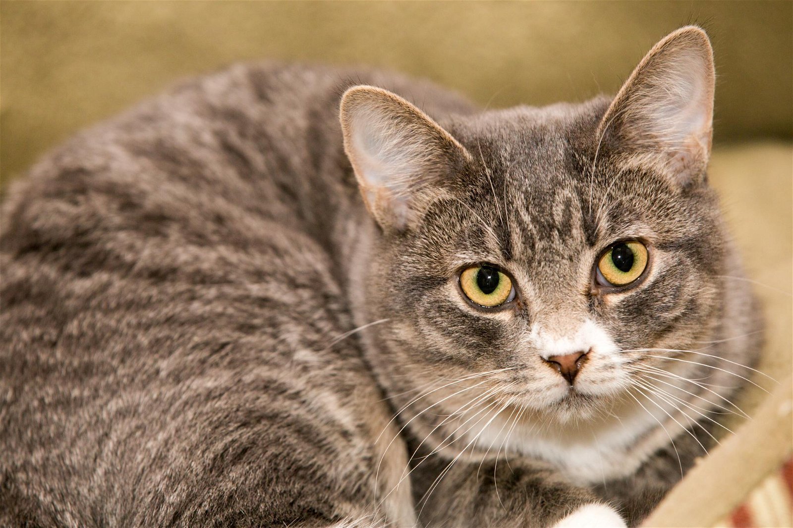 JoJo, an adoptable Domestic Short Hair in Fargo, ND, 58103 | Photo Image 1