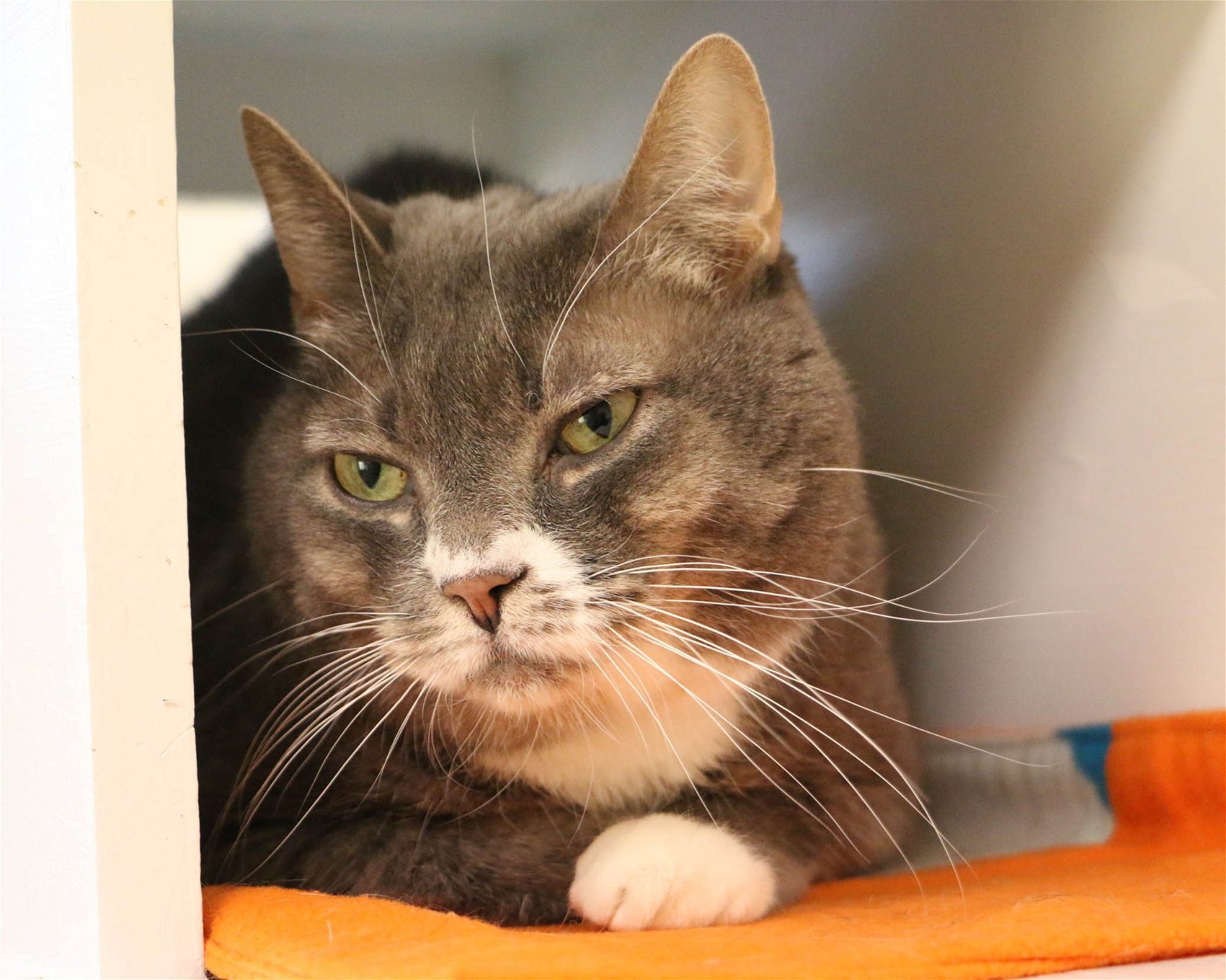 JoJo, an adoptable Domestic Short Hair in Fargo, ND, 58103 | Photo Image 3