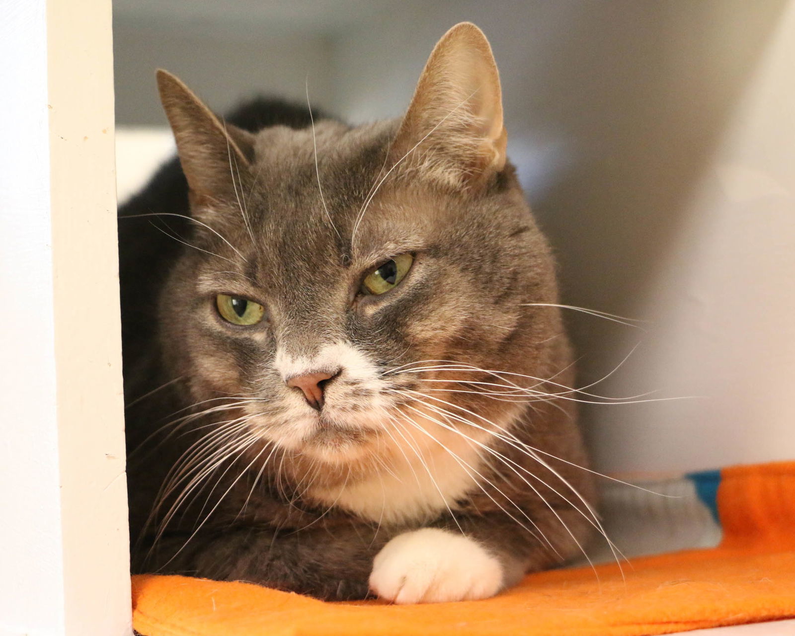 JoJo, an adoptable Domestic Short Hair in Fargo, ND, 58103 | Photo Image 3