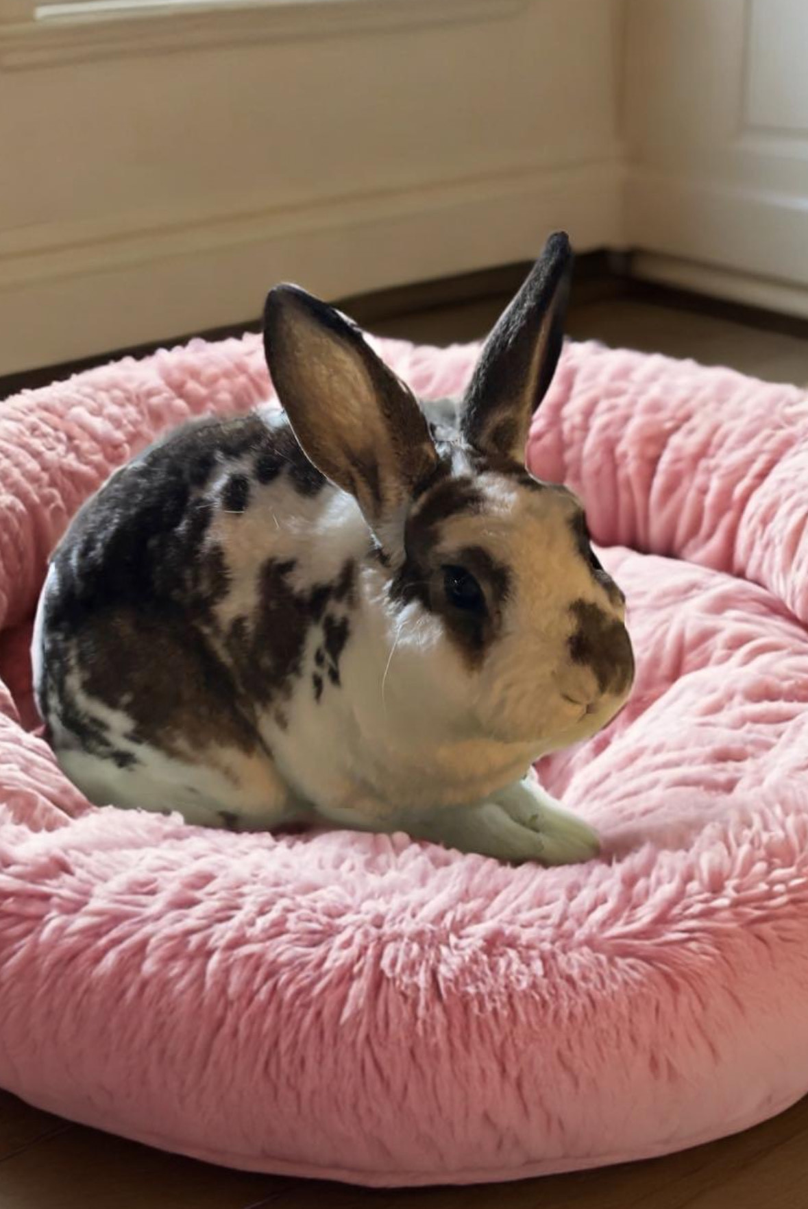 Rabbit for adoption PETER & COOKIE, a Bunny Rabbit in Hamilton, NJ