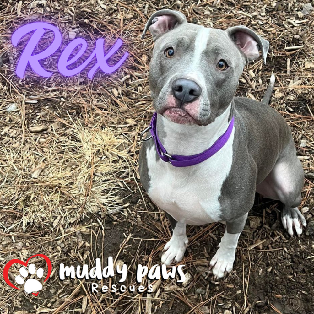 Rex, an adoptable Pit Bull Terrier, Labrador Retriever in Council Bluffs, IA, 51503 | Photo Image 1