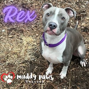 Rex