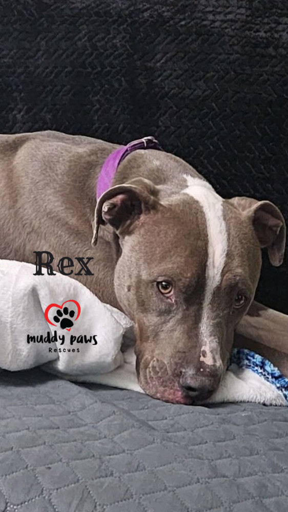 Beaux-Rex, an adoptable Pit Bull Terrier, Labrador Retriever in Council Bluffs, IA, 51503 | Photo Image 1