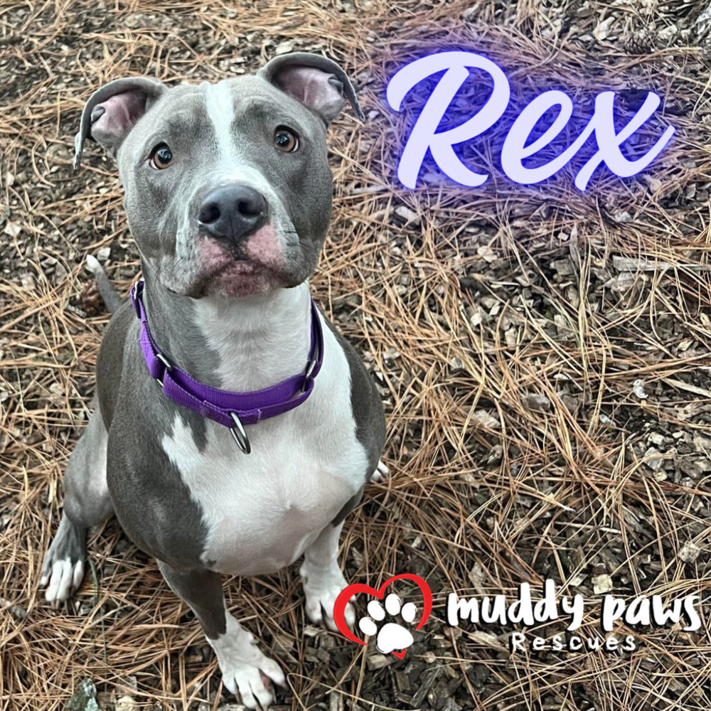 Rex, an adoptable Pit Bull Terrier, Labrador Retriever in Council Bluffs, IA, 51503 | Photo Image 2