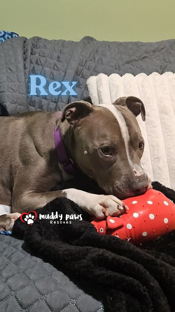 Rex, an adoptable Pit Bull Terrier, Labrador Retriever in Council Bluffs, IA, 51503 | Photo Image 2