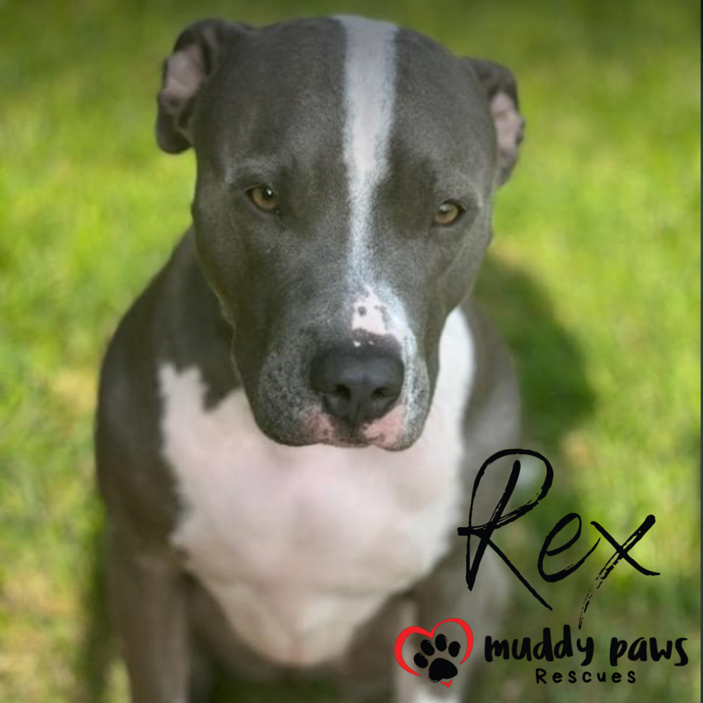 Rex, an adoptable Pit Bull Terrier, Labrador Retriever in Council Bluffs, IA, 51503 | Photo Image 3