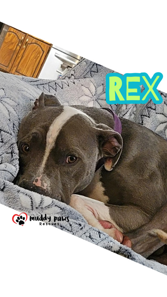 Rex, an adoptable Pit Bull Terrier, Labrador Retriever in Council Bluffs, IA, 51503 | Photo Image 3