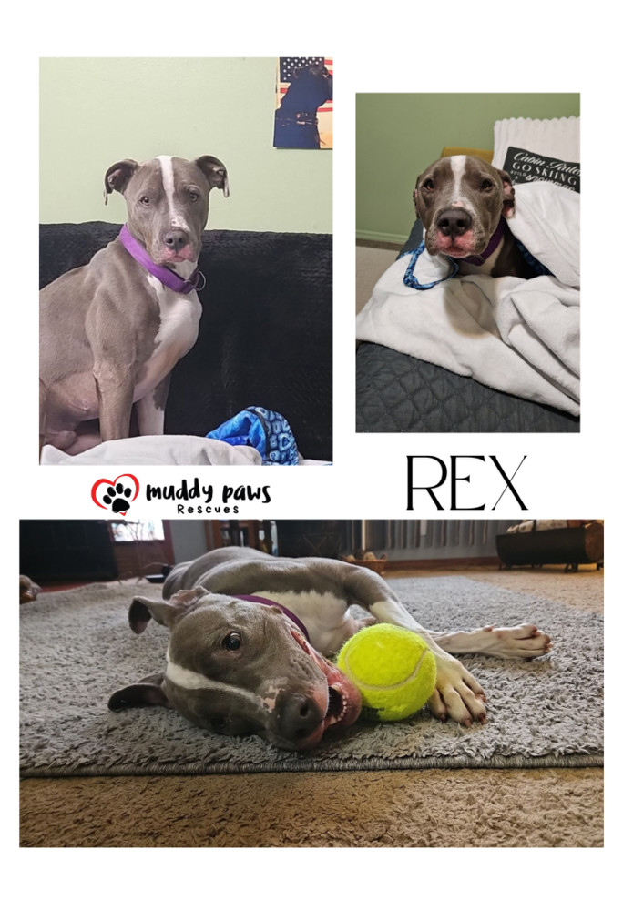 Rex, an adoptable Pit Bull Terrier, Labrador Retriever in Council Bluffs, IA, 51503 | Photo Image 5