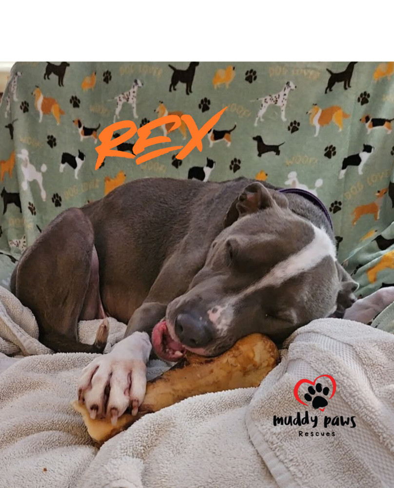 Rex, an adoptable Pit Bull Terrier, Labrador Retriever in Council Bluffs, IA, 51503 | Photo Image 6