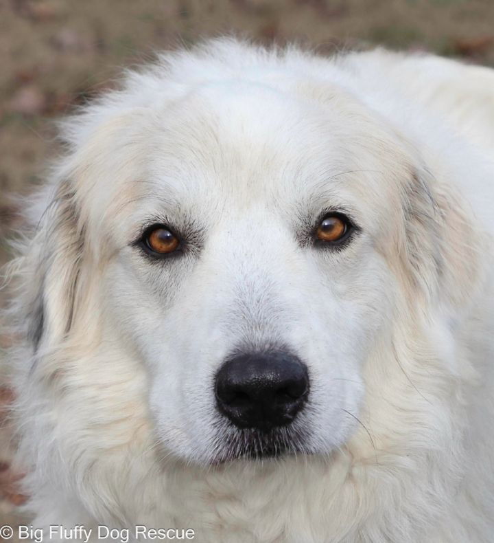 Petfinder big fluffy dog new arrivals