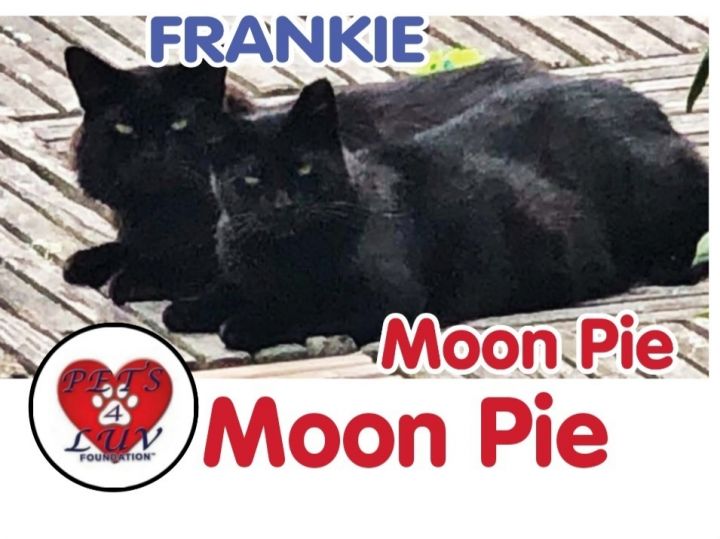 Moon Pie 2
