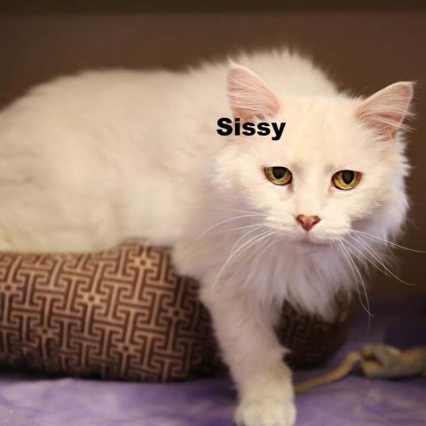 Sissy 211220, an adoptable Domestic Long Hair in Escanaba, MI, 49829 | Photo Image 1