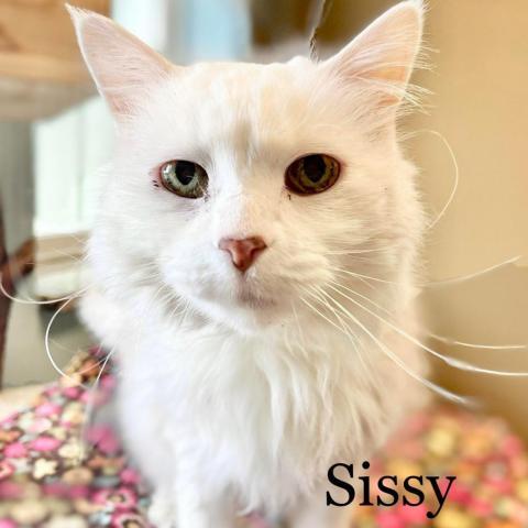 Sissy 211220, an adoptable Domestic Long Hair in Escanaba, MI, 49829 | Photo Image 2