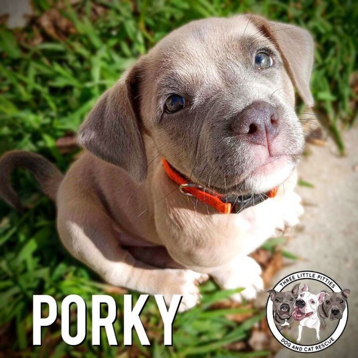 Porky puppies 2024 for sale