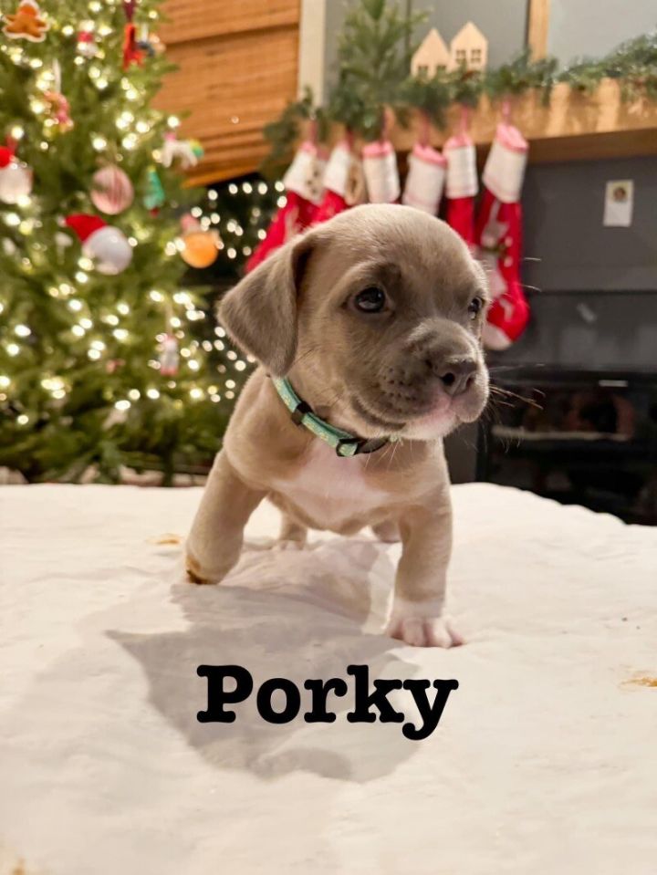 Porky puppies 2024 for sale