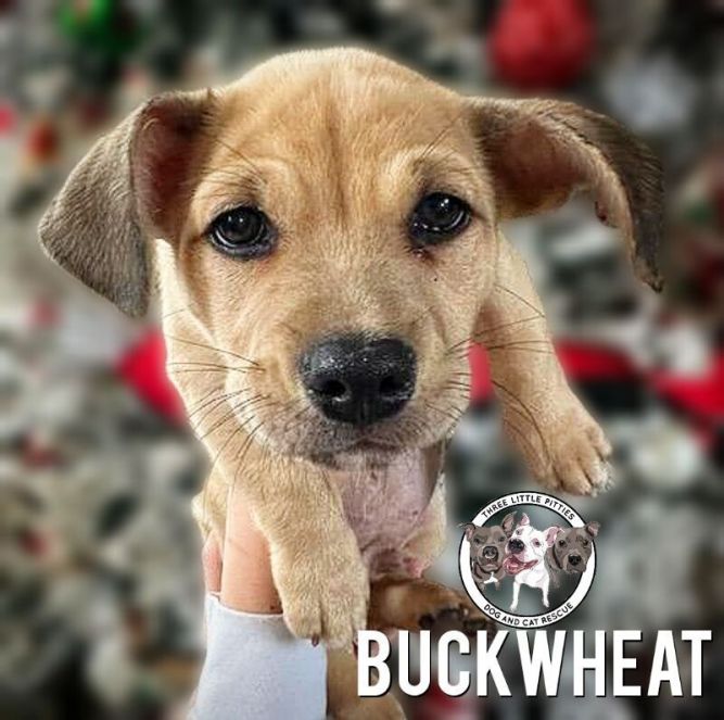 Is buckwheat clearance ok for dogs