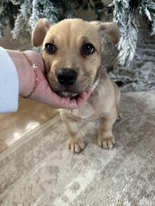 Wire haired hotsell chihuahua puppy