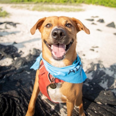 Kobe, an adoptable Mixed Breed in Kailua Kona, HI, 96740 | Photo Image 1