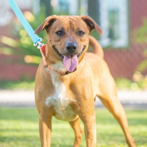 Kobe, an adoptable Mixed Breed in Kailua Kona, HI, 96740 | Photo Image 2