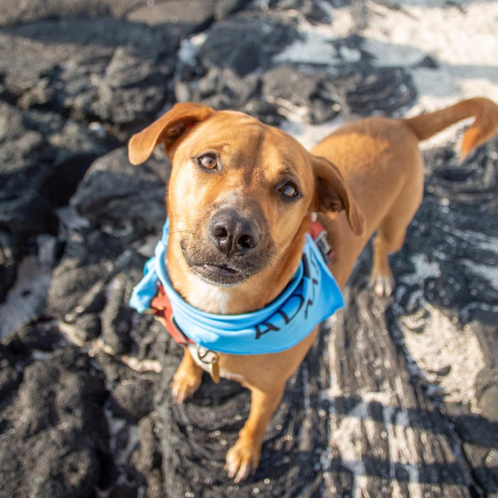 Kobe, an adoptable Mixed Breed in Kailua Kona, HI, 96740 | Photo Image 2