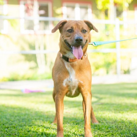 Kobe, an adoptable Mixed Breed in Kailua Kona, HI, 96740 | Photo Image 3