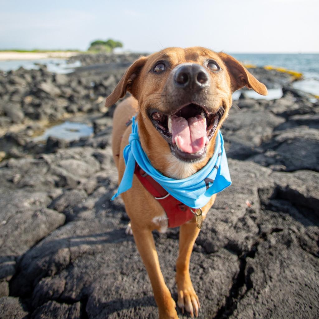 Kobe, an adoptable Mixed Breed in Kailua Kona, HI, 96740 | Photo Image 3